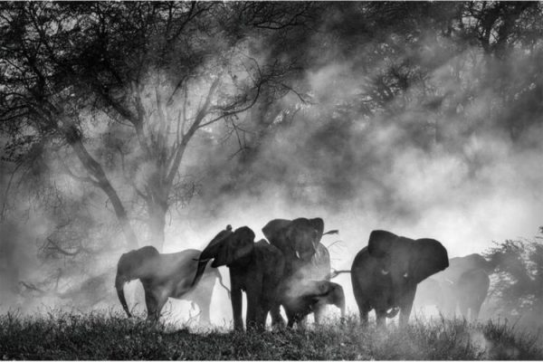 Venice Review: Ghost Elephants is Werner Herzog’s Yearning, Materialized